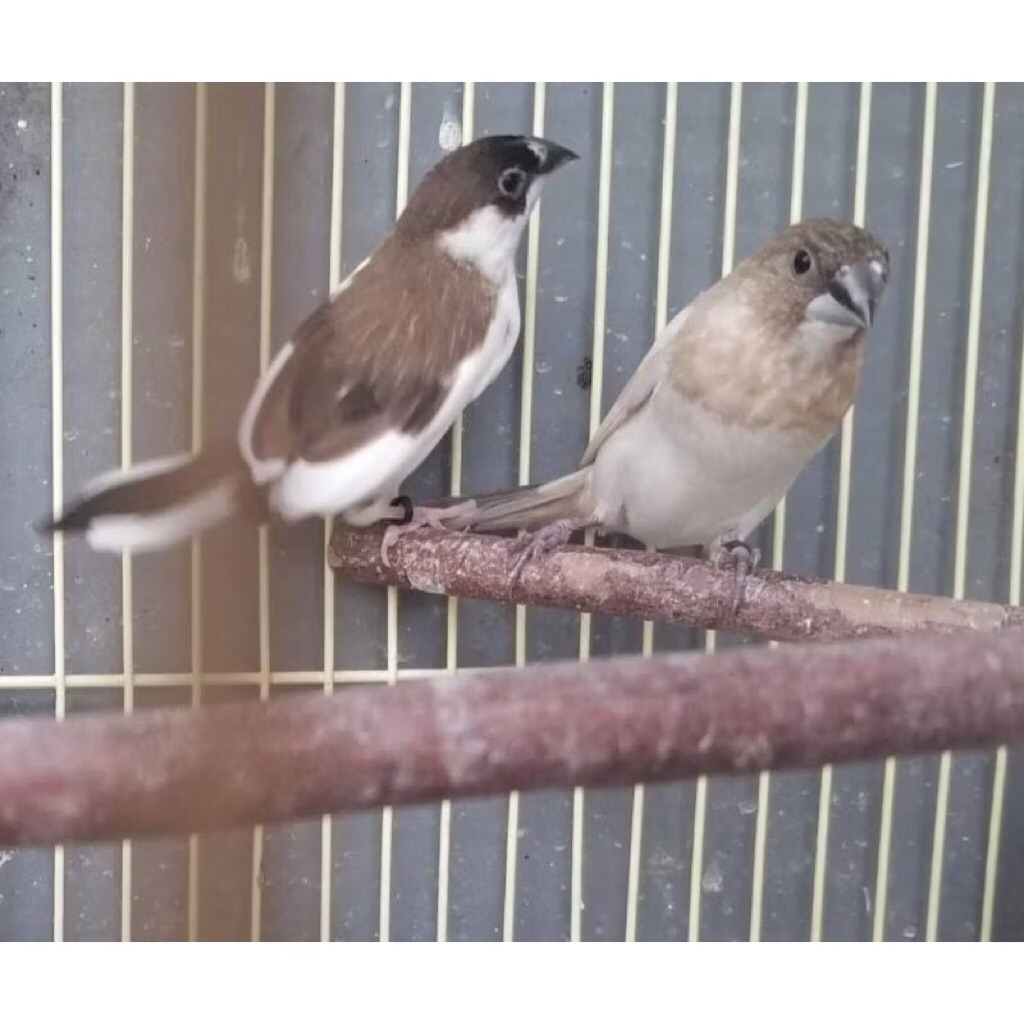 Burung Emje Finch Sepasang pilihan