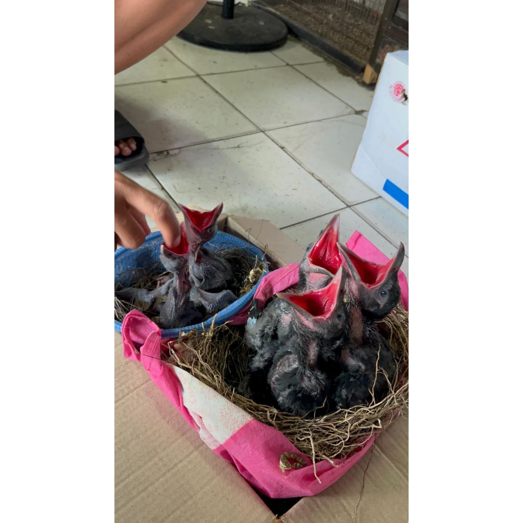 LOLOHAN BURUNG GAGAK GAOK/ENGKAK