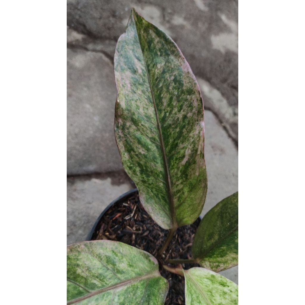 anthurium hokeri pink
