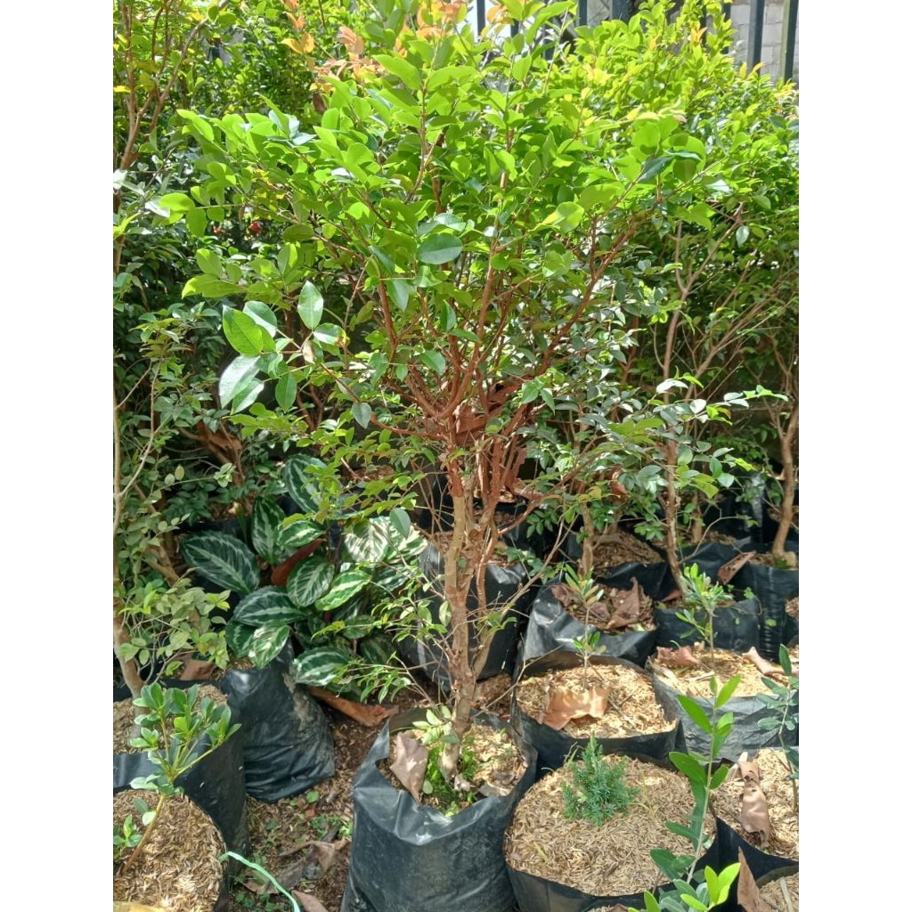 Tanaman pohon buah Anggur berazil ukuran besar