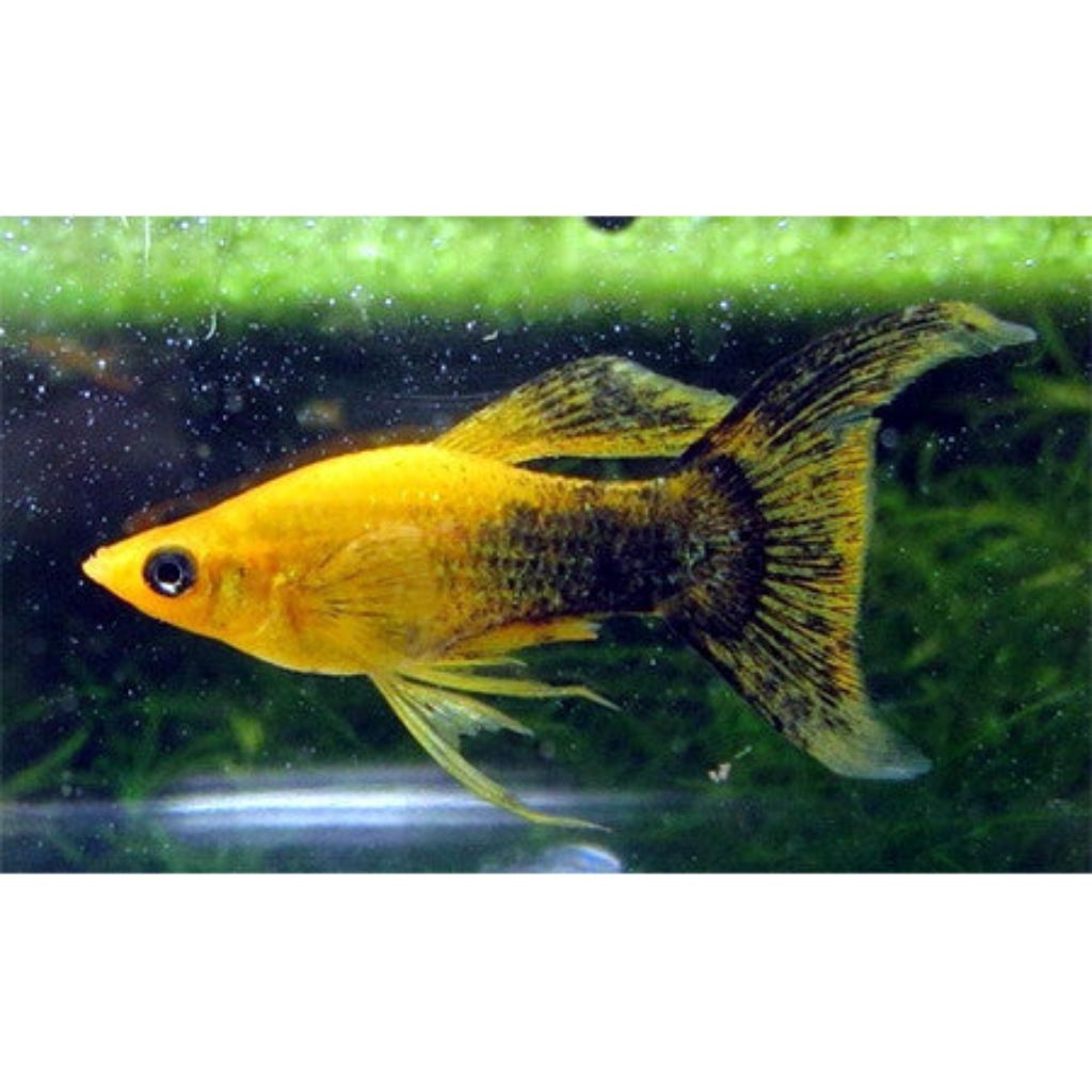 INDUK GOLDEN BLACK MOLLY CAWANG 4CM