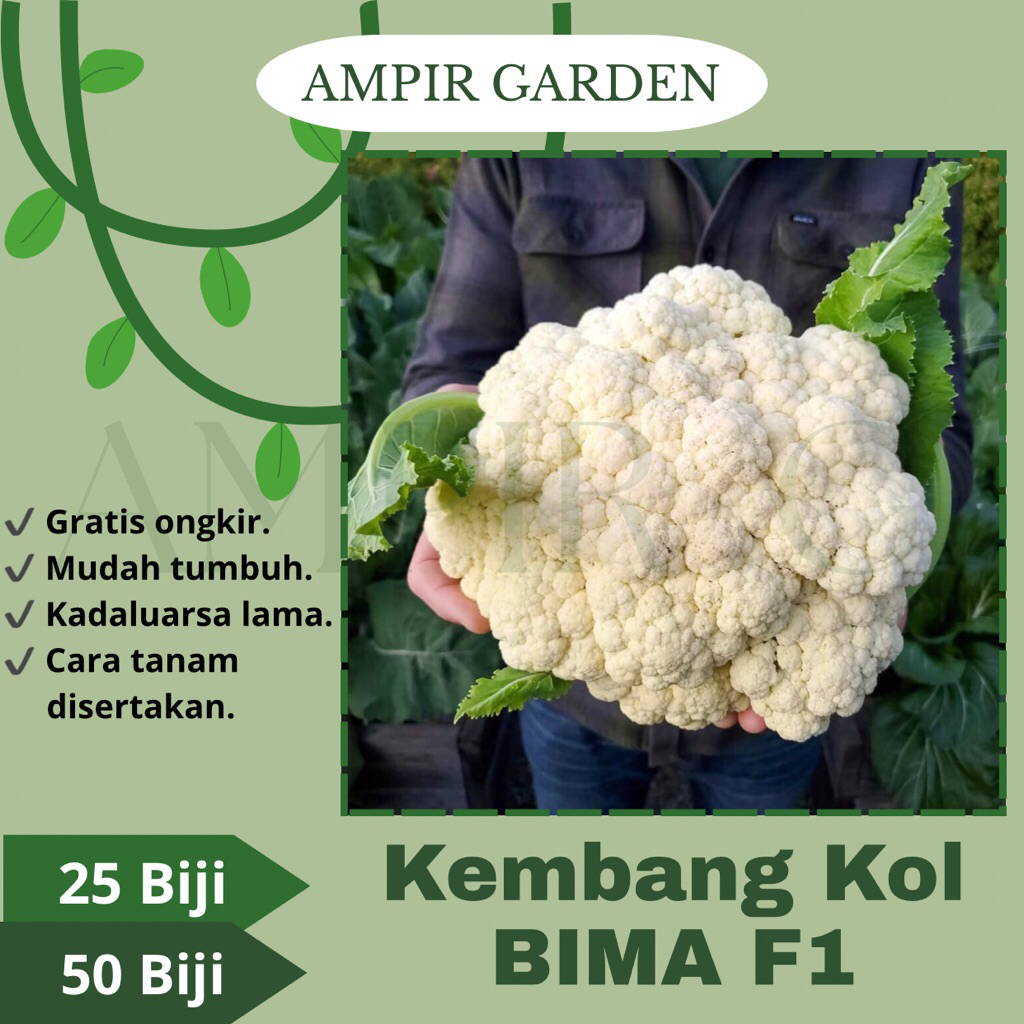 Benih Kembang Kol BIMA F1 Toleran Panas Bibit Sayuran Kol Brokoli
