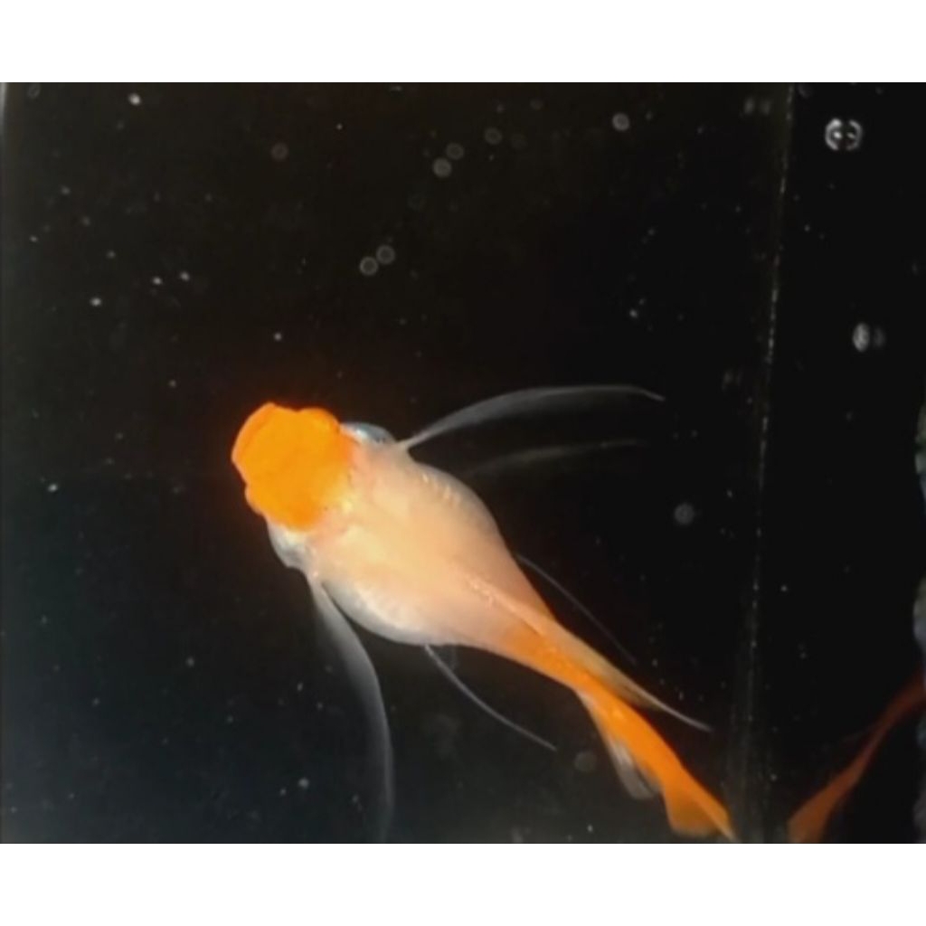 Perlengkapan Guppy Albino Koi Ribbon Short Body Long Ear