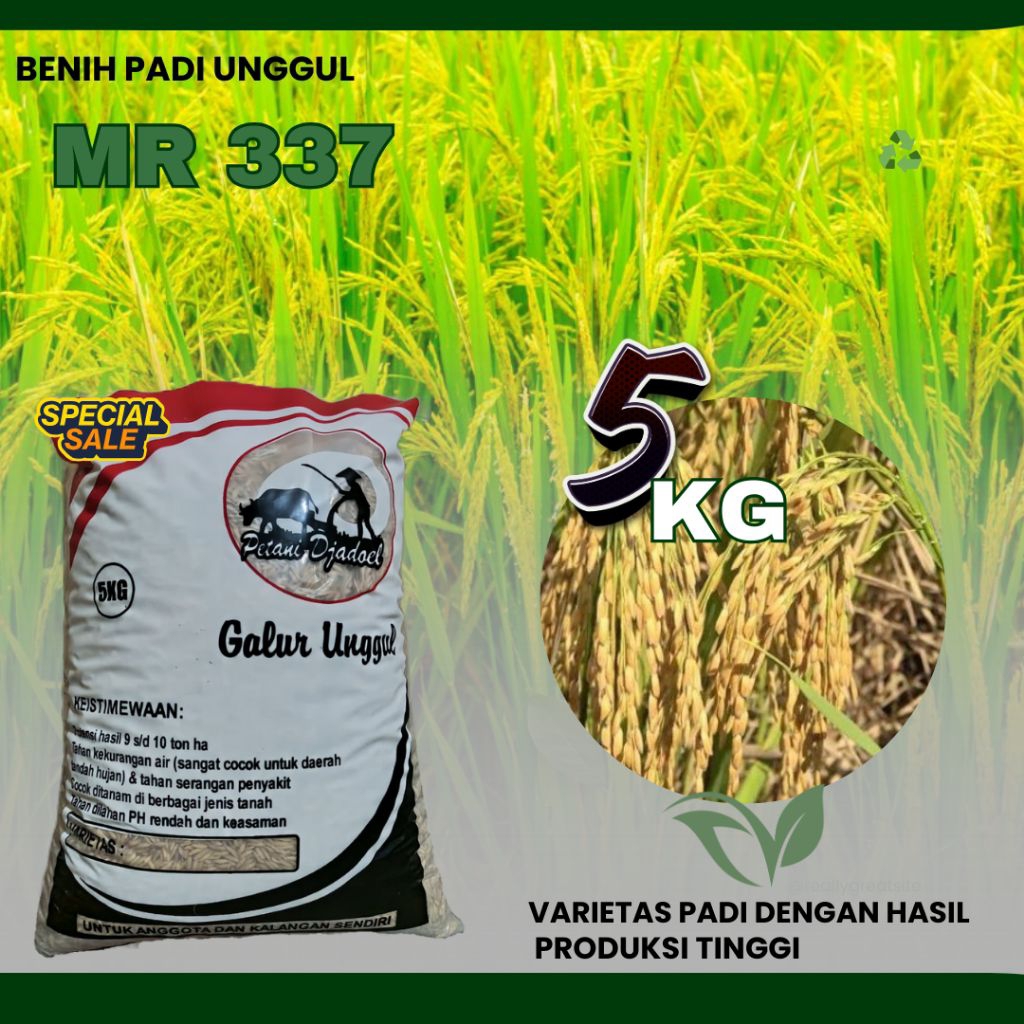 benih padi unggul MR 337 padi unggul MR 337 5kg