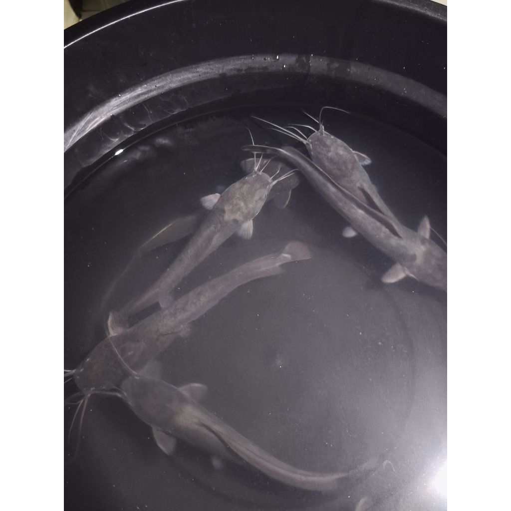 Ikan Lele Segar/Fresh/Hidup