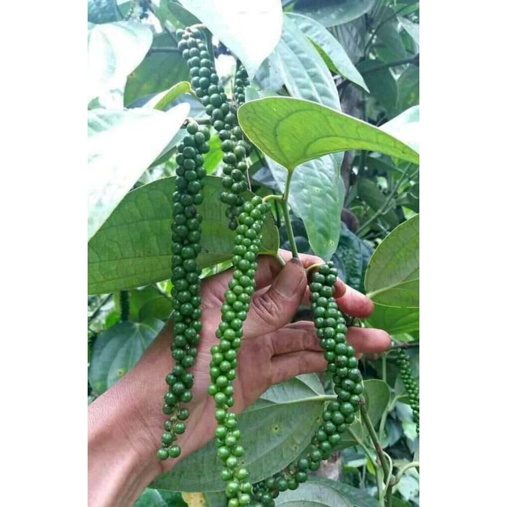 Bibit Lada Sambung Lada india ASLI (Perdu 18 pcs )- Solusi Tahan Busuk Akar & Cepat Berbuah - Bibit 