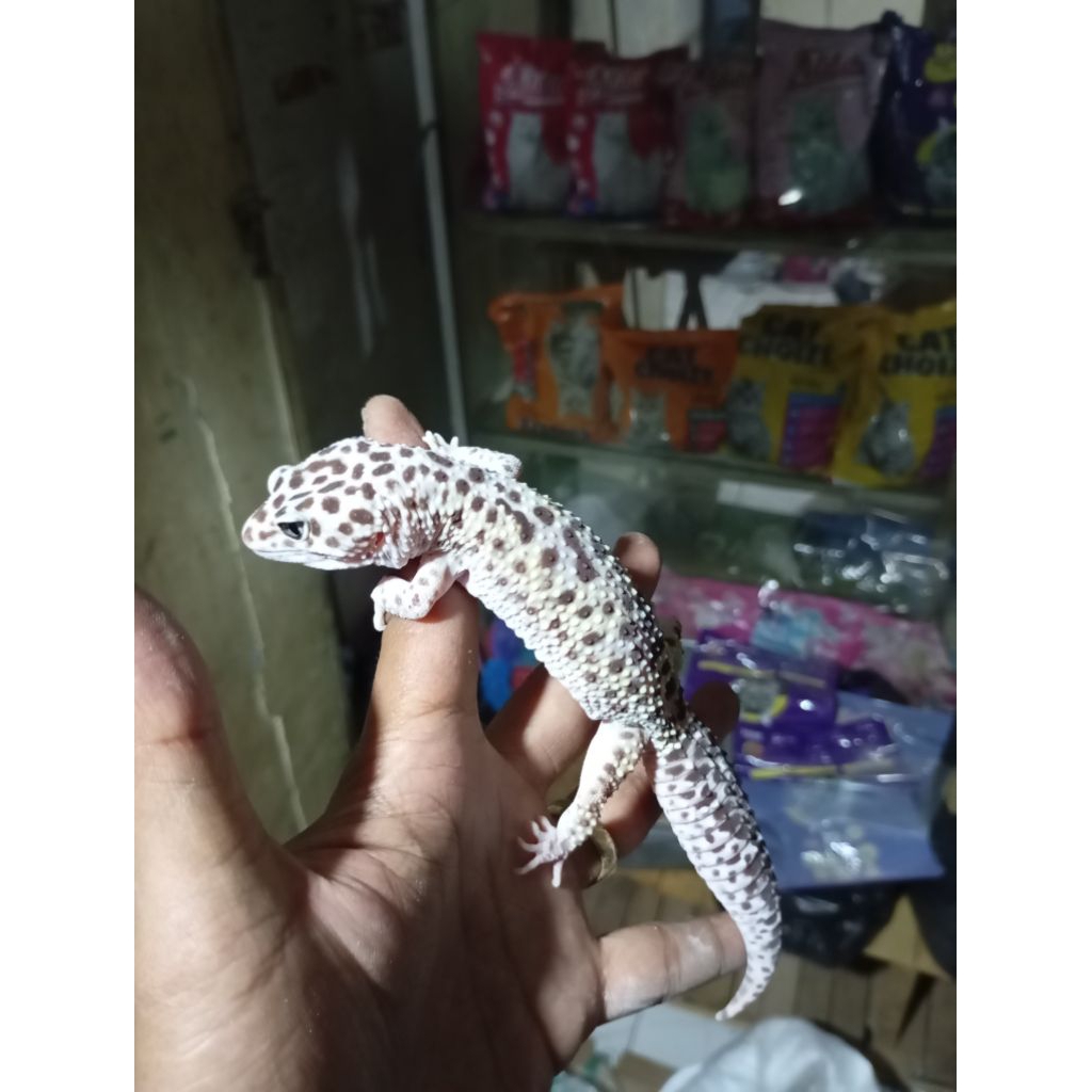 gecko dewasa jantan kadal gurun tokek gurun