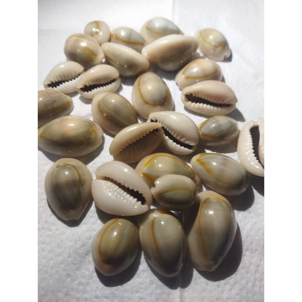 KUWUK SATUAN/kerang abu 1pcs .kuwuk congkak/kuwuk bekel