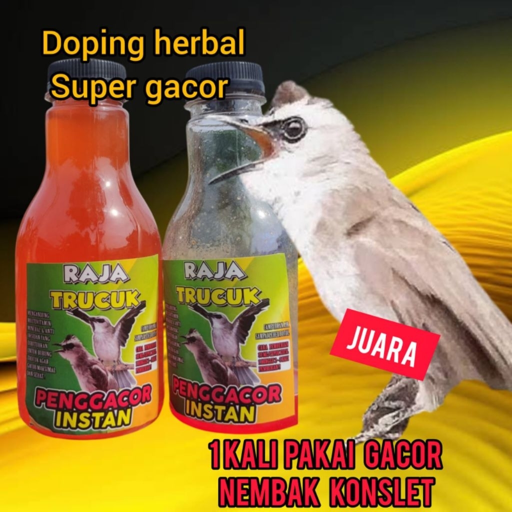 penggacor seketika trucuk bahan dan macetan Dijamin burung trucuk jadi tambah gacor , Raja trucuk vi
