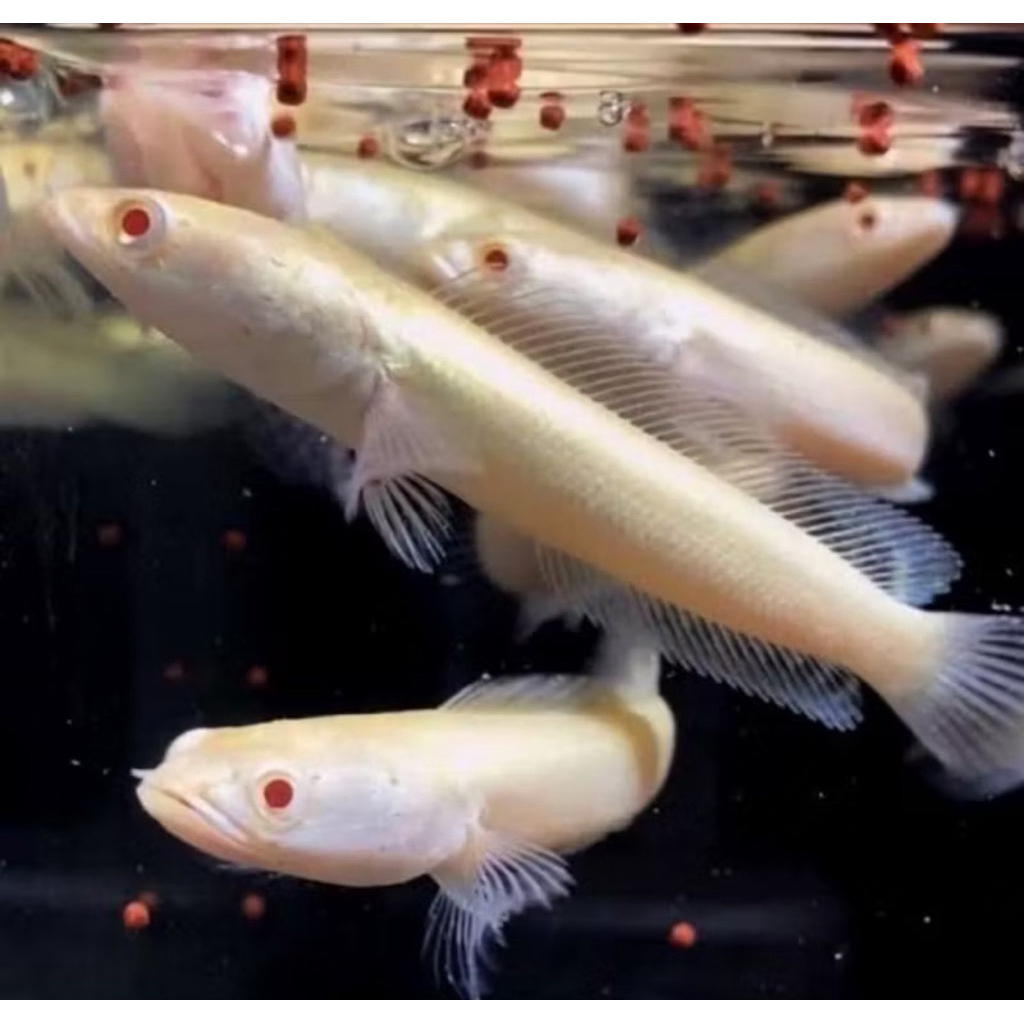 Garansi 100% Se Indonesia Raya Striata Albino 8 -10 Cm Mata Merah Ekor Lurus