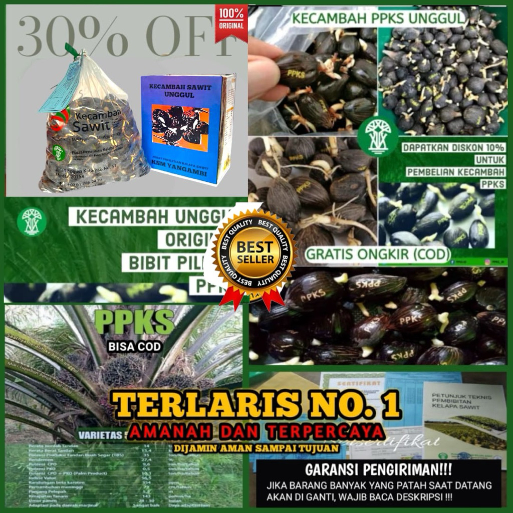 Kecambah Sawit YANGAMBI unggul Bersertifikat resmi
