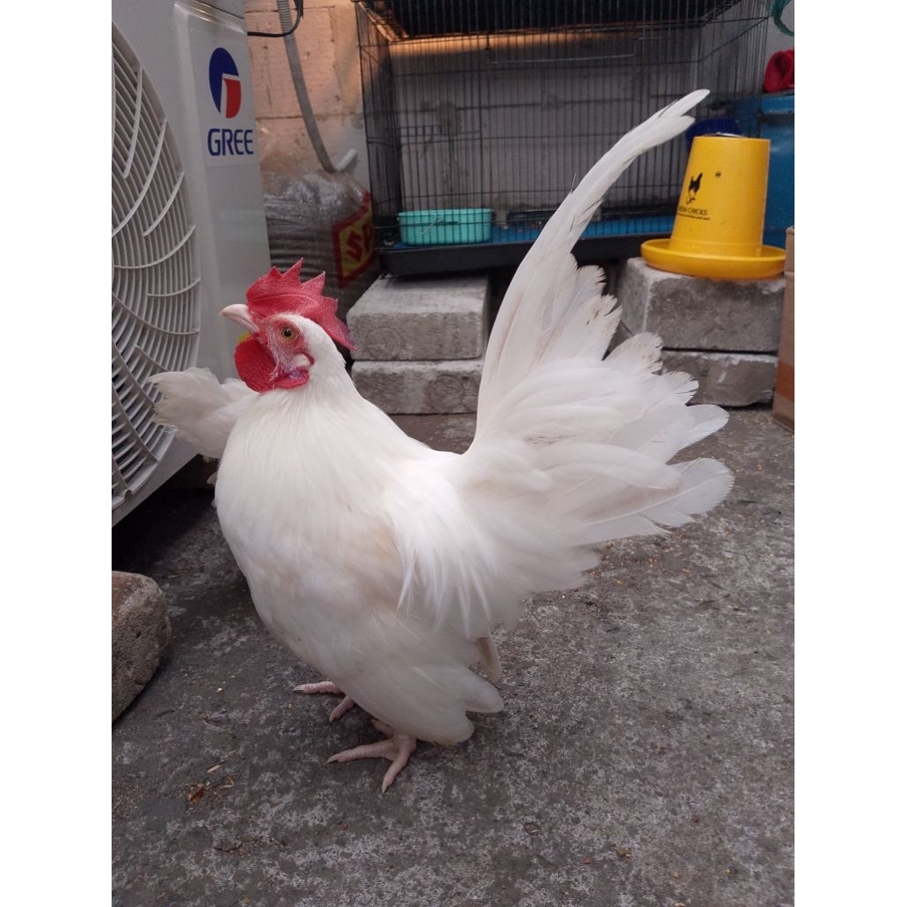 ayam Kate putih sepasang indukan