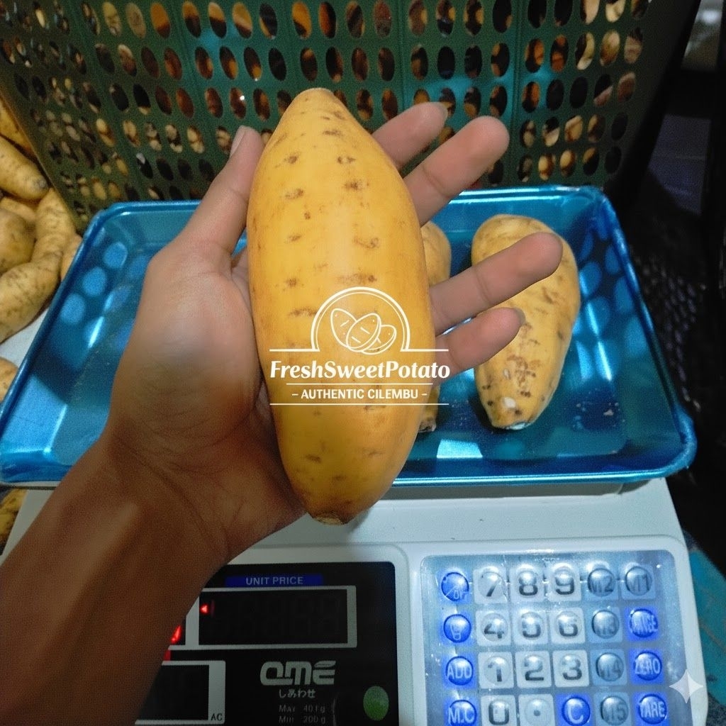Ubi Cilembu Simadu Ukuran Besar Manis Legit | Ubi Cilembu Si Madu Spek A/B Murni | Ubi Cilembu Termu