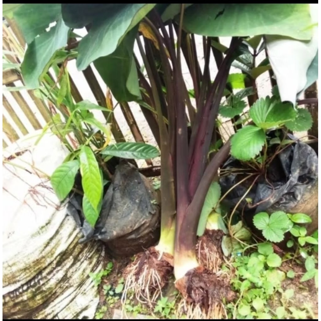 Bibit talas lompong sayur/talas wulung, talas ungu kimpul, bibit super/3 picis