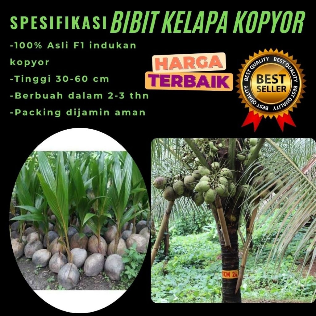 KUALITAS TERBAIK  Bibit Kelapa Kopyor Kultur Jaringan