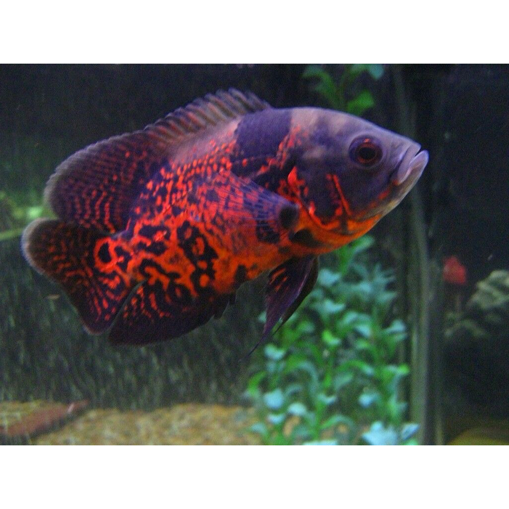 ikan hias oscar tiger size 10-11cm