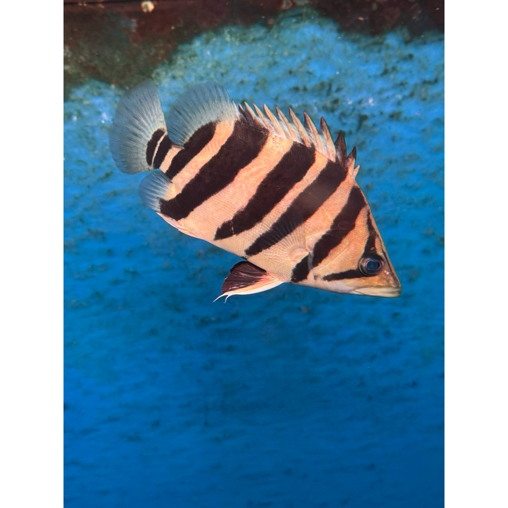 ikan hias datz borneo ukuran 5-6cm harga per ekor