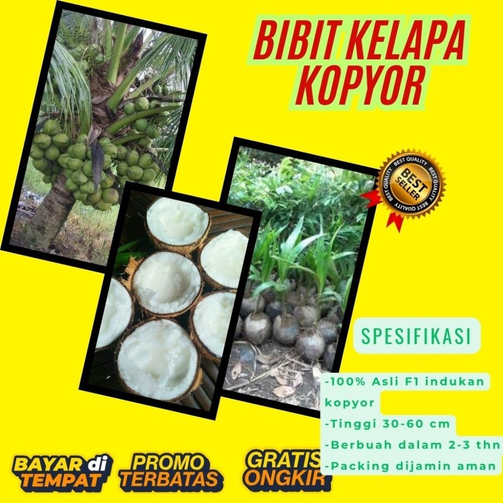 PROMO !! Bibit Kelapa Kopyor, Bibit Kelapa Kopyor Asli, Bibit Kelapa Kopyor Bersertifikat