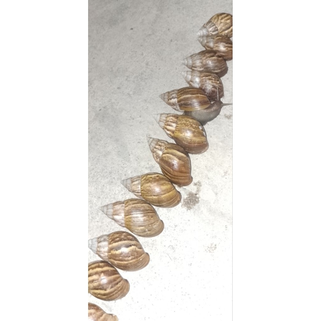 bekicot fress hidup seger