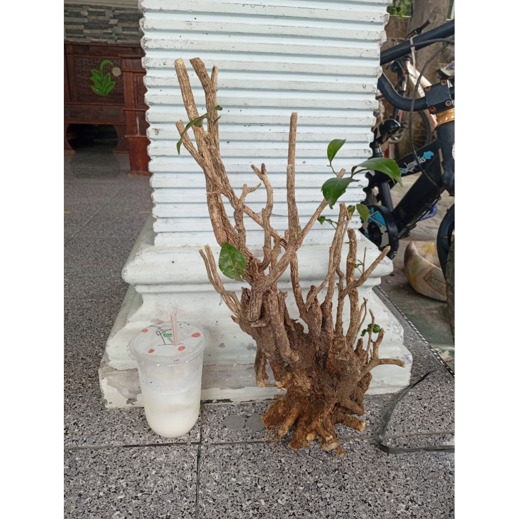 kemuning dongkelan akar batang kemuning lokal bahan bonsai
