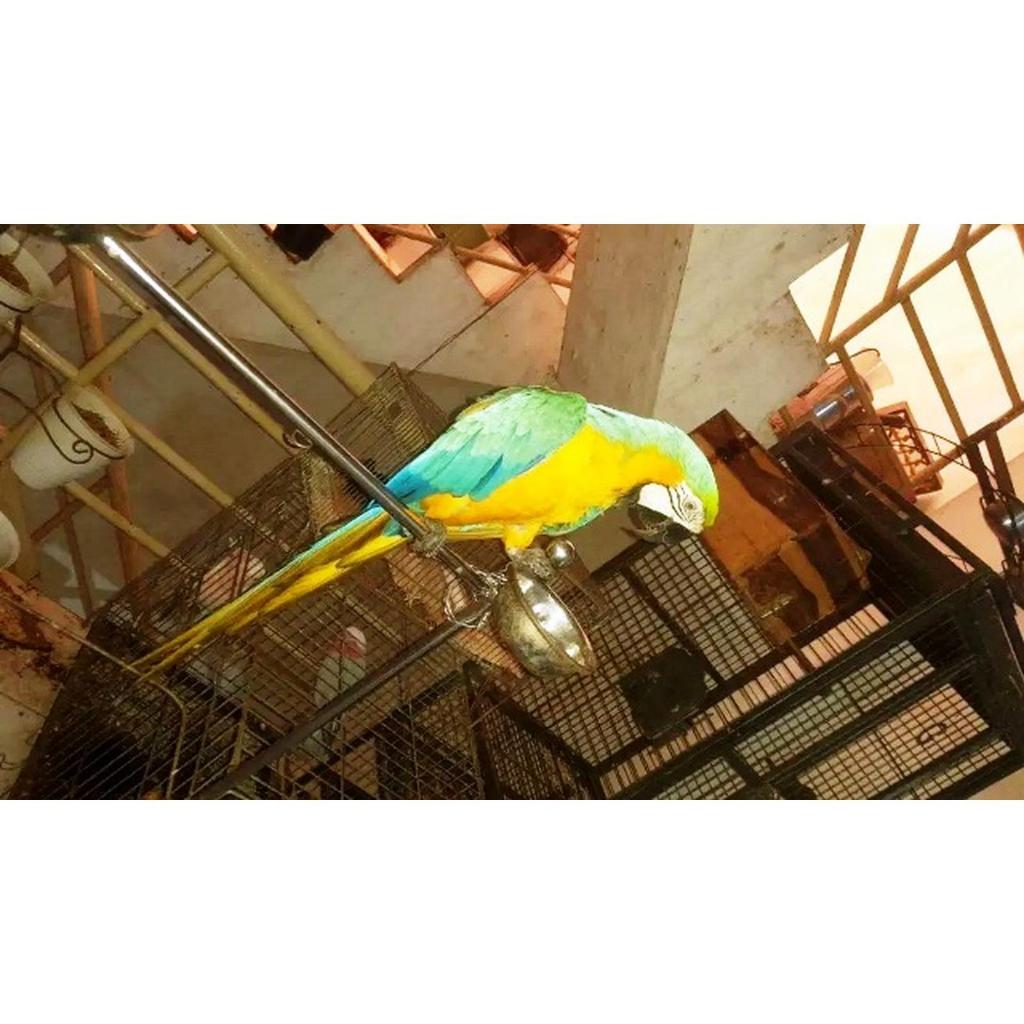 Burung BNG Macaw remaja