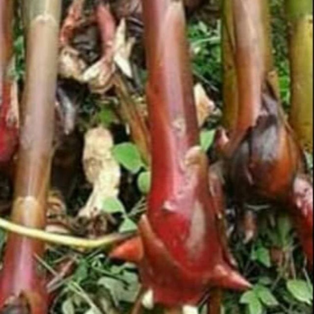 Bibit kecombrang merah - bibit honje laka / kecombrang merah