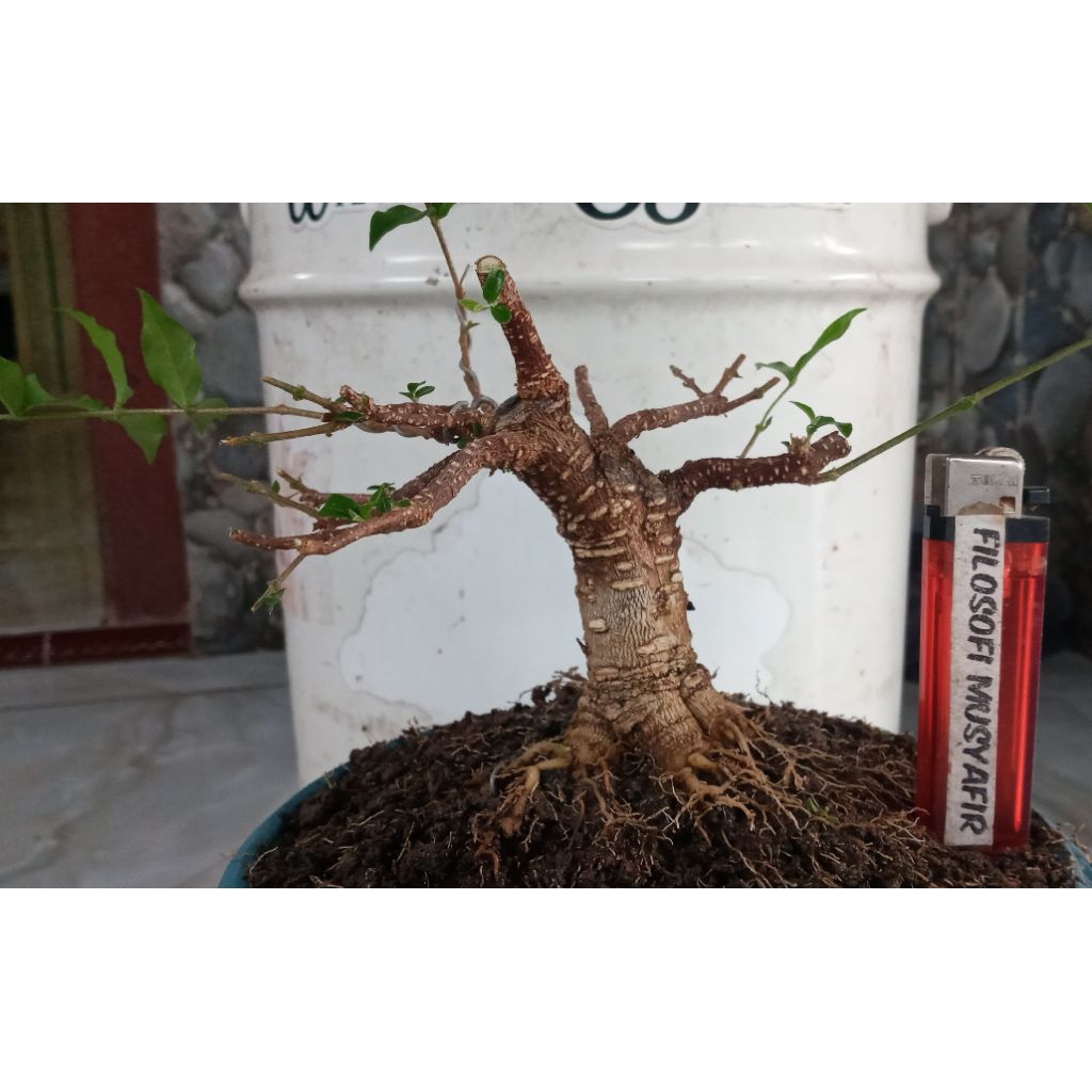 Bahan Bonsai Sakura Mikro