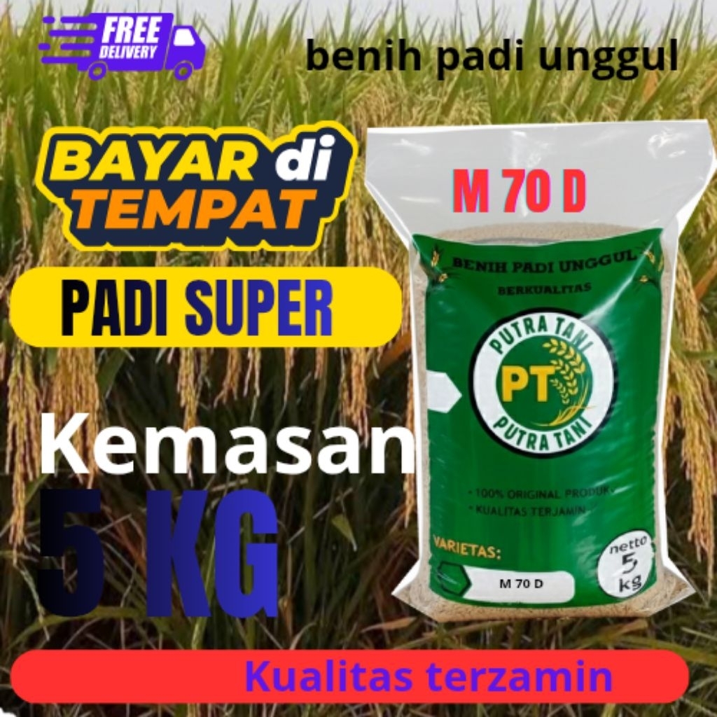 bibit  padi/benih padi m 70d berkualitas unggul (kemasan 5kg)