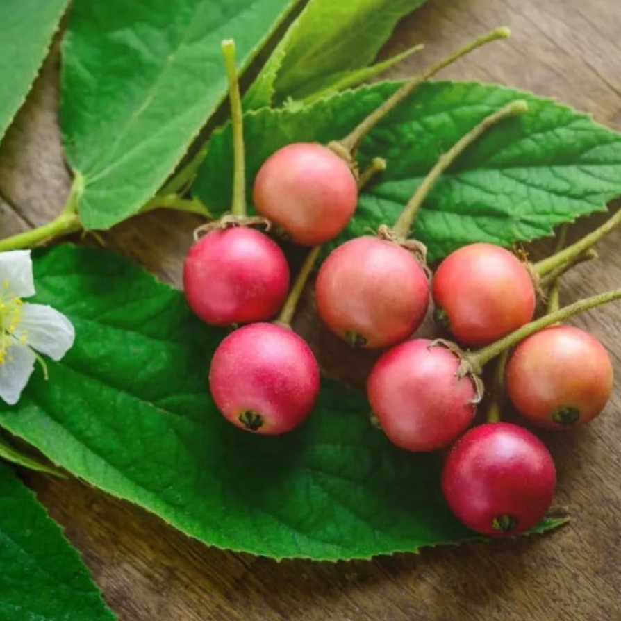 Buah ceri / kersen segar 25 biji