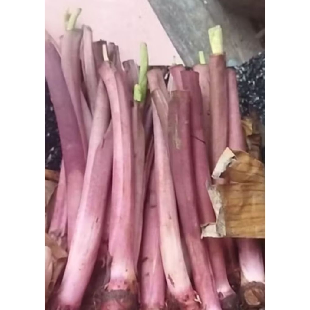 bibit talas pratama 3, talas unggu unggul