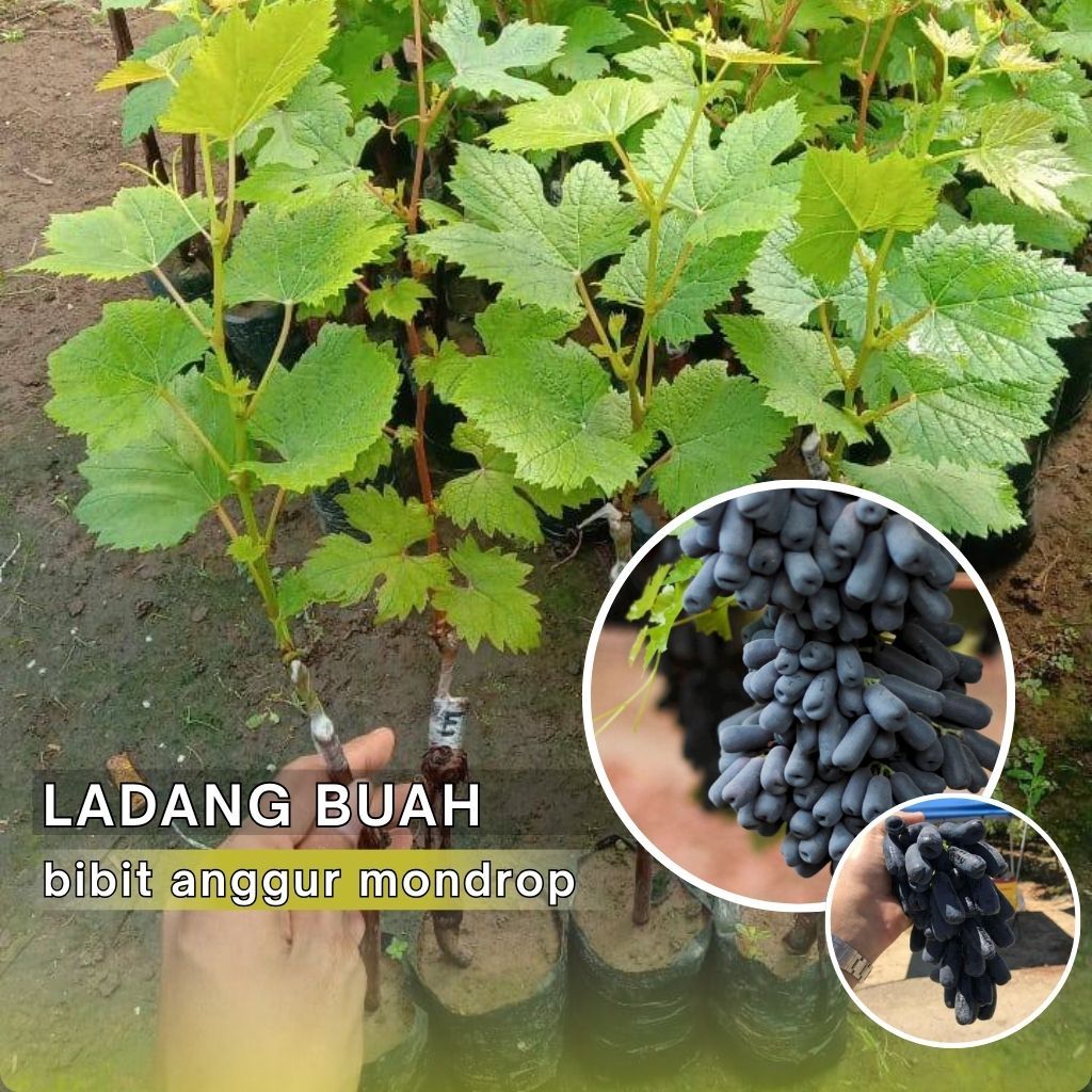 Bibit Anggur Mondrop Import Genjah