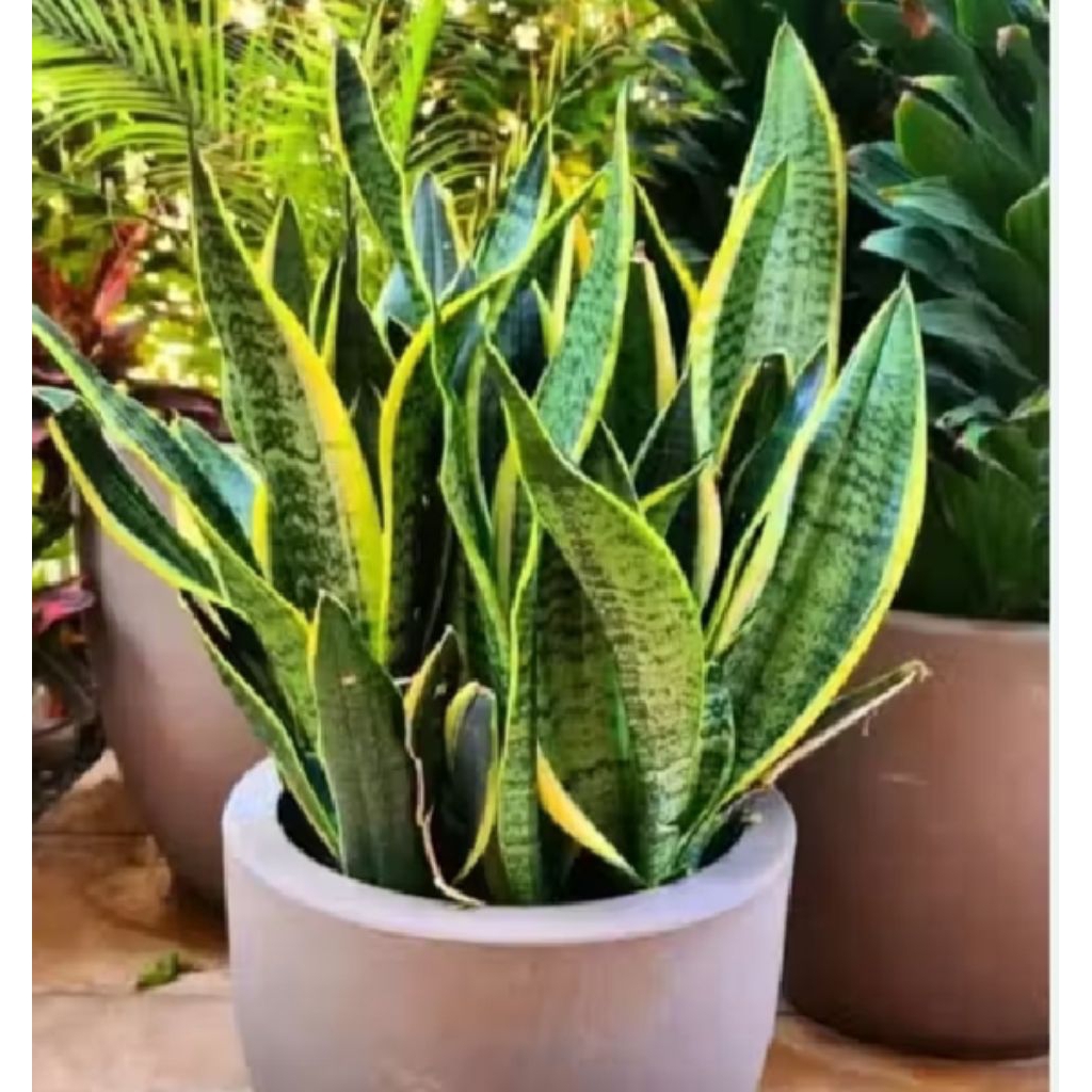Tanaman Hias Sansiveirera Lidah mertua beserta pot dan Media Tanam