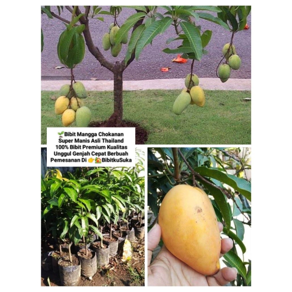 Pohon Mangga Cokanan Bibit Pohon Mangga Cokanan