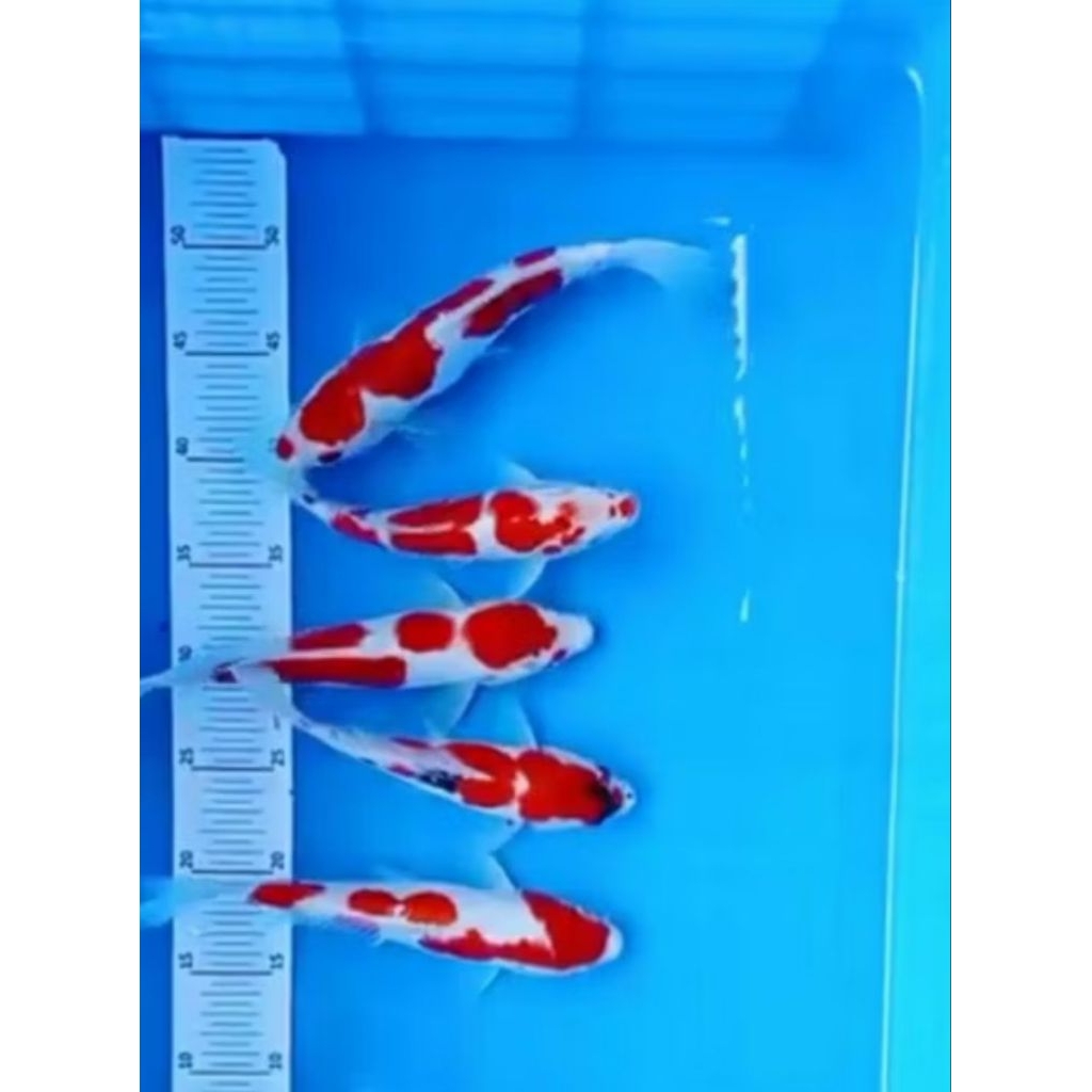 kebutuhan akuarium 10 anakan koi kohaku merah putih warna Blitar