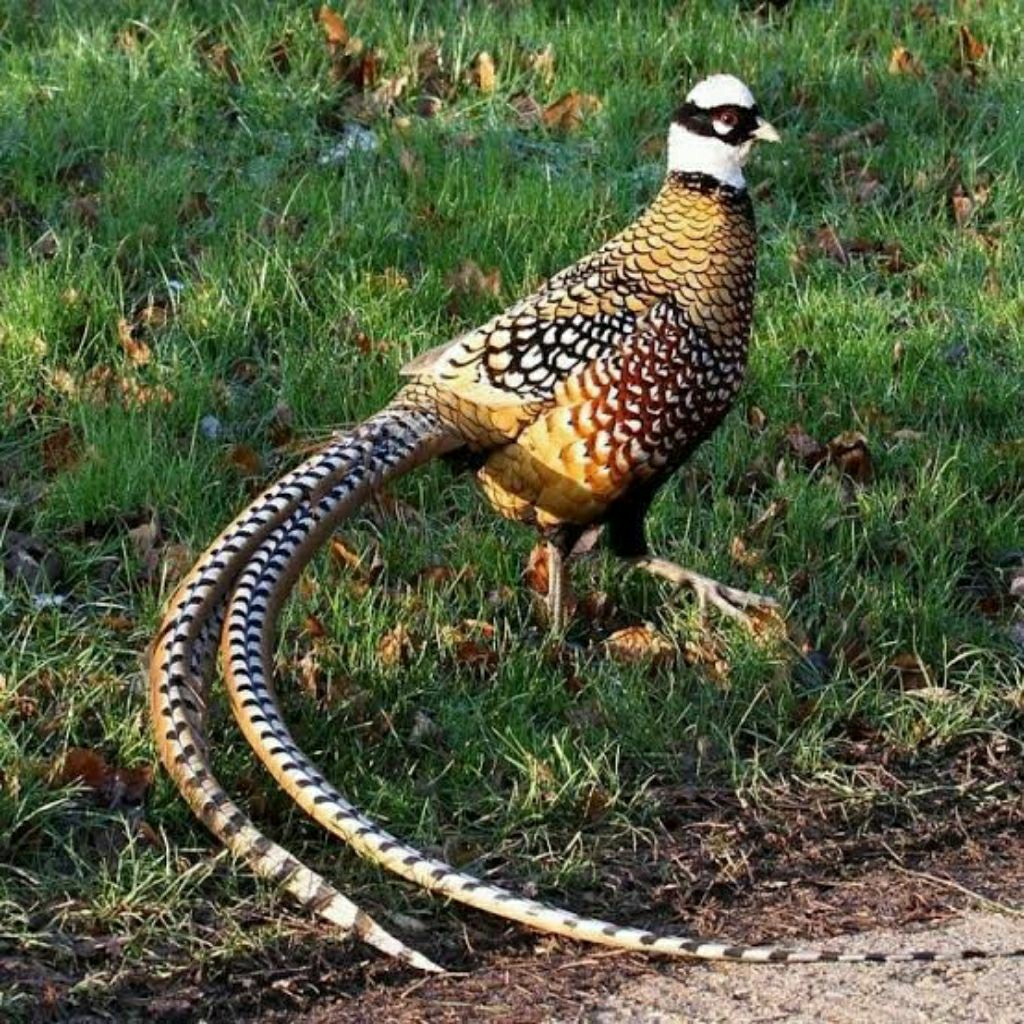 TELUR AYAM HIAS RINGNECK REVES PHEASANT FERTIL SIAP DITETASKAN