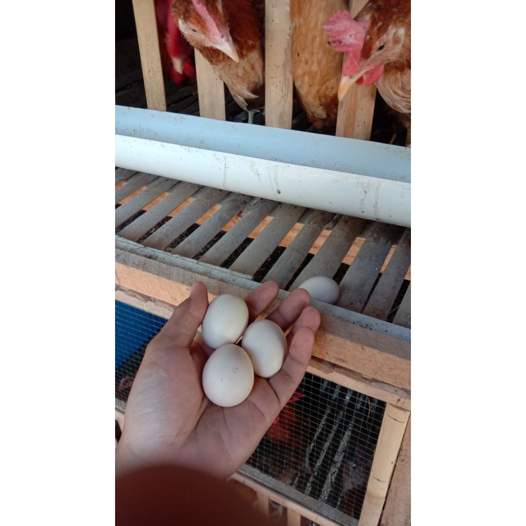 Telur Ayam Kampung Elba Konsumsi