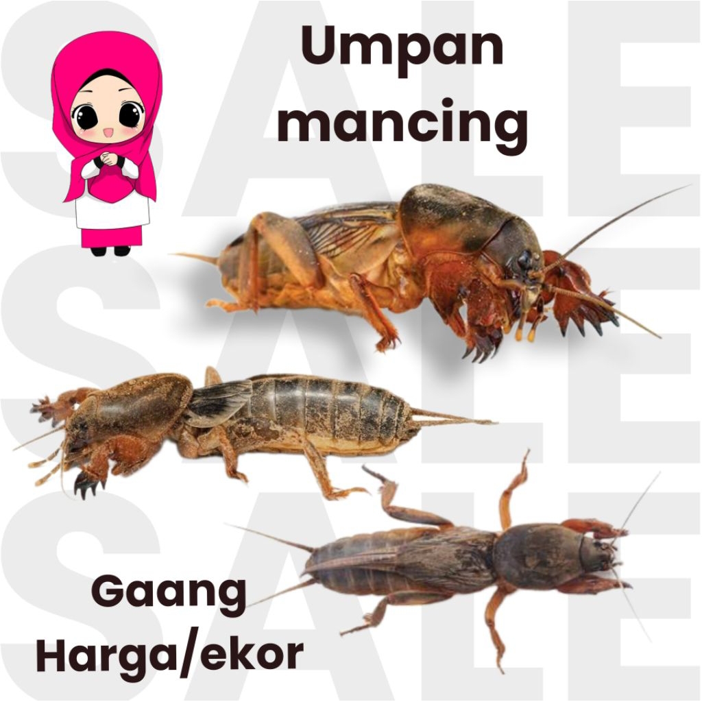 gaang orong orong paket 25ekor umpan mancing