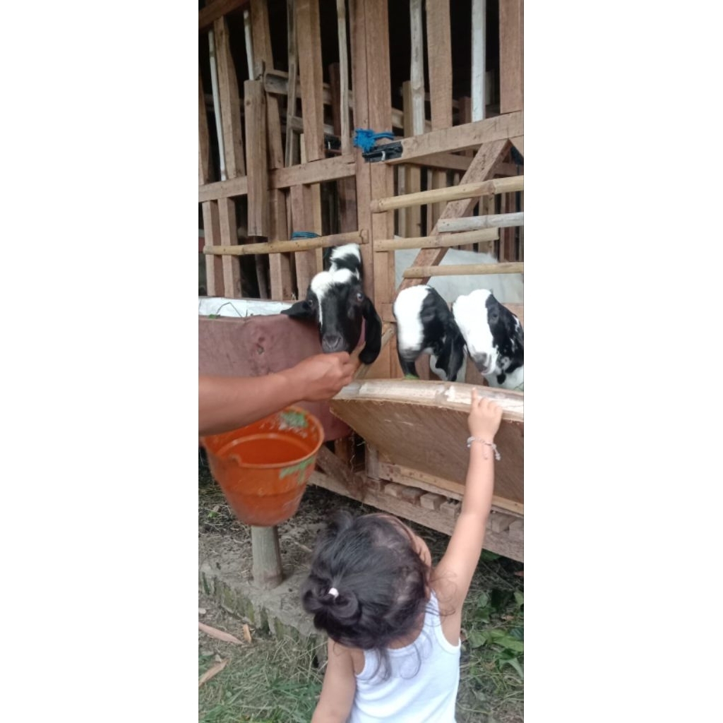 Jual Cepat Bibit Kambing Peranakan Etawa (PE) Betina/Jantan SuperDijamin sehat, lincah, nafsu makan 