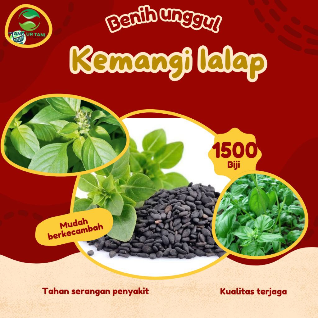 (1500Butir)Benih.biji.kemangi.lalap.kemangi.unggul