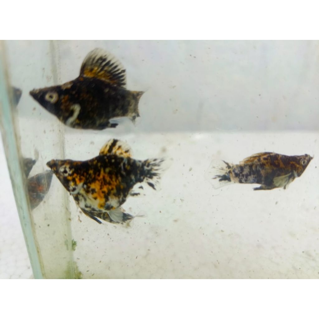 MOLLY TIGER CALICO BALON ROUNTEL