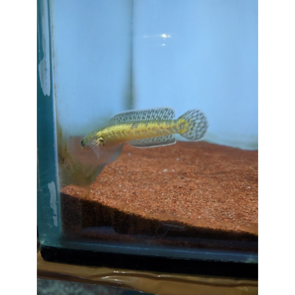 limbata golden Tiger wc