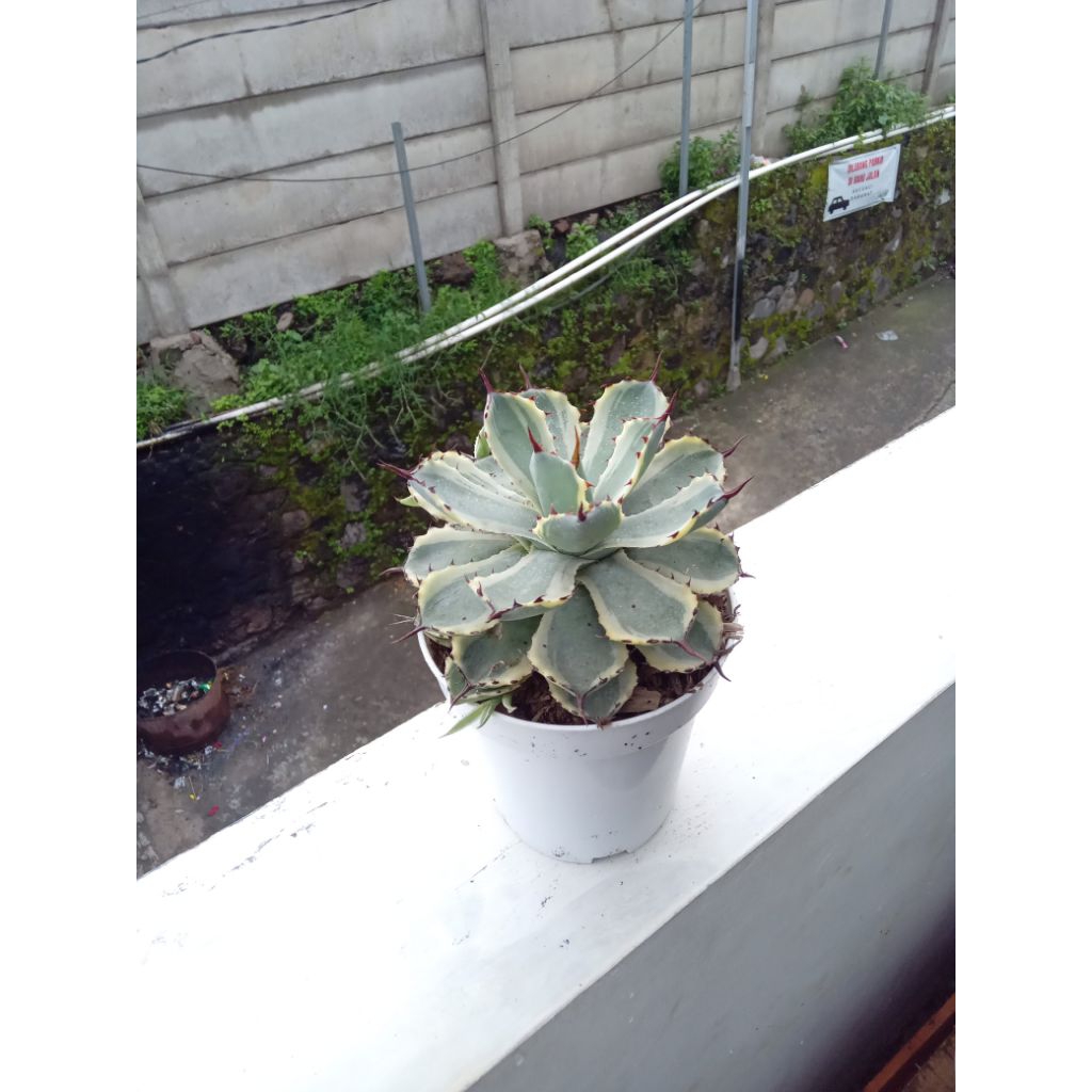 Agave Kishokan