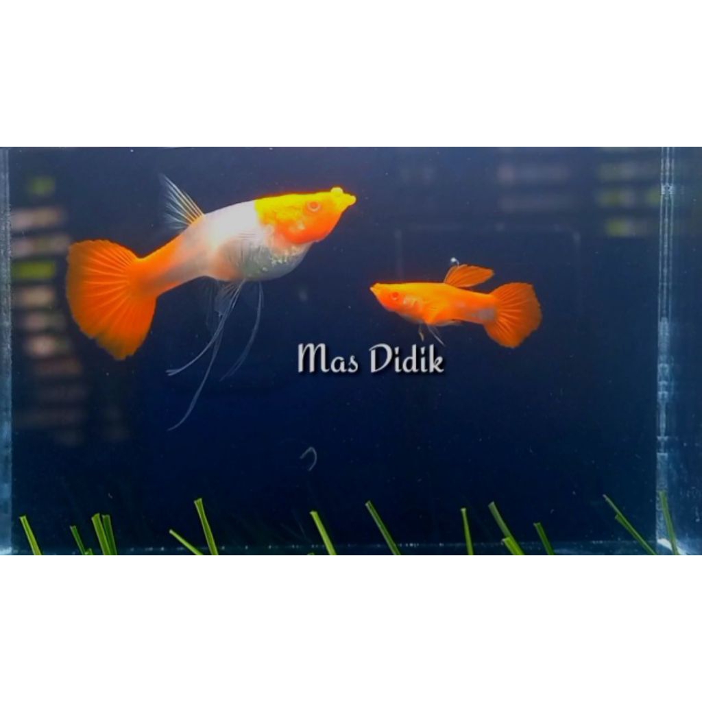 Perlengkapan Guppy Albino Koi Ribbon