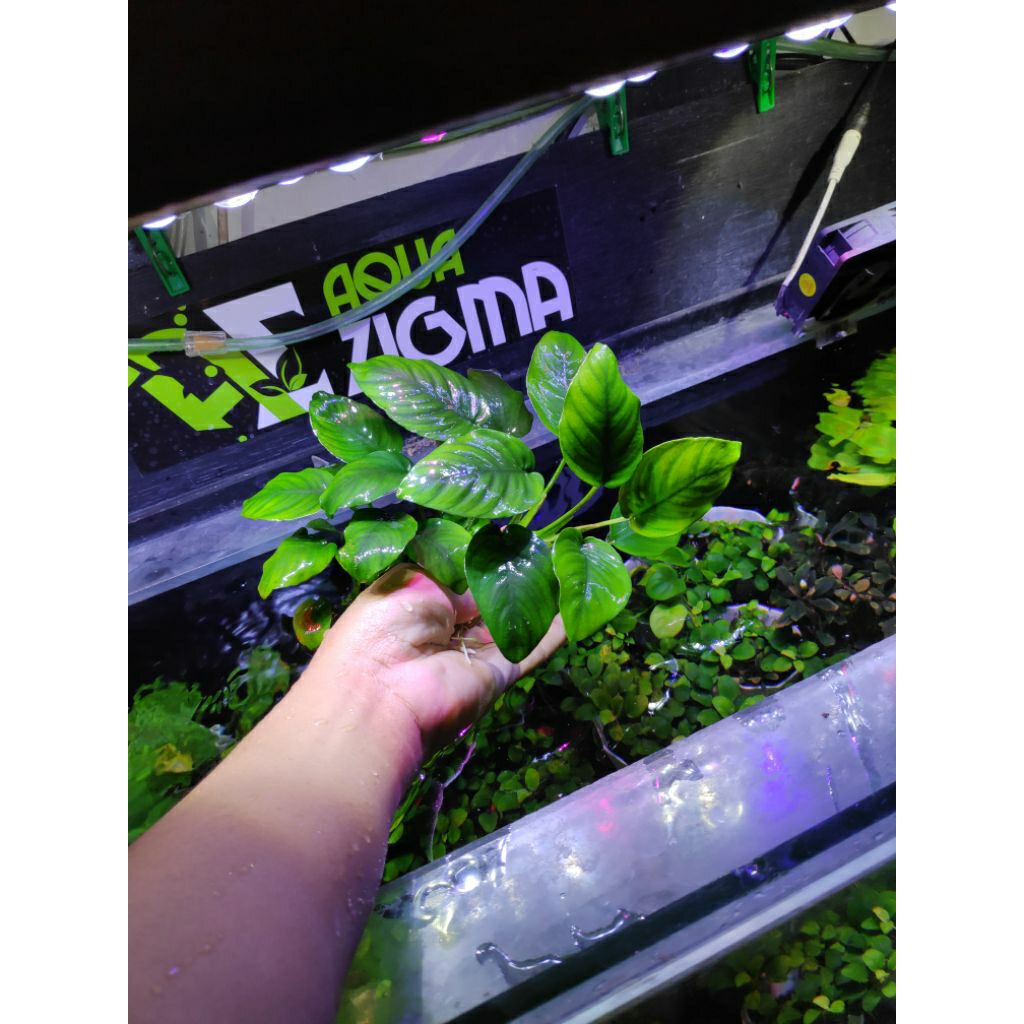 Anubias Nana MP