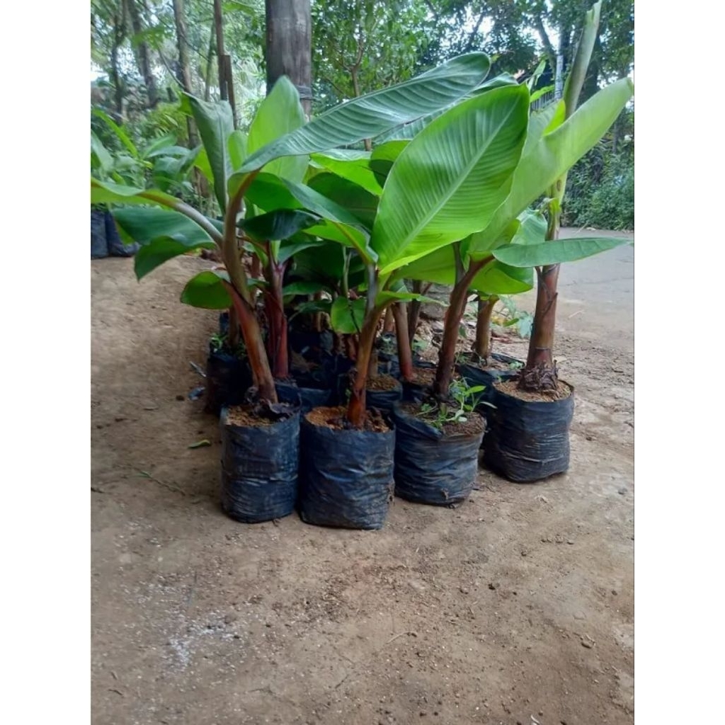 PROMO Bibit Pisang Raja Super