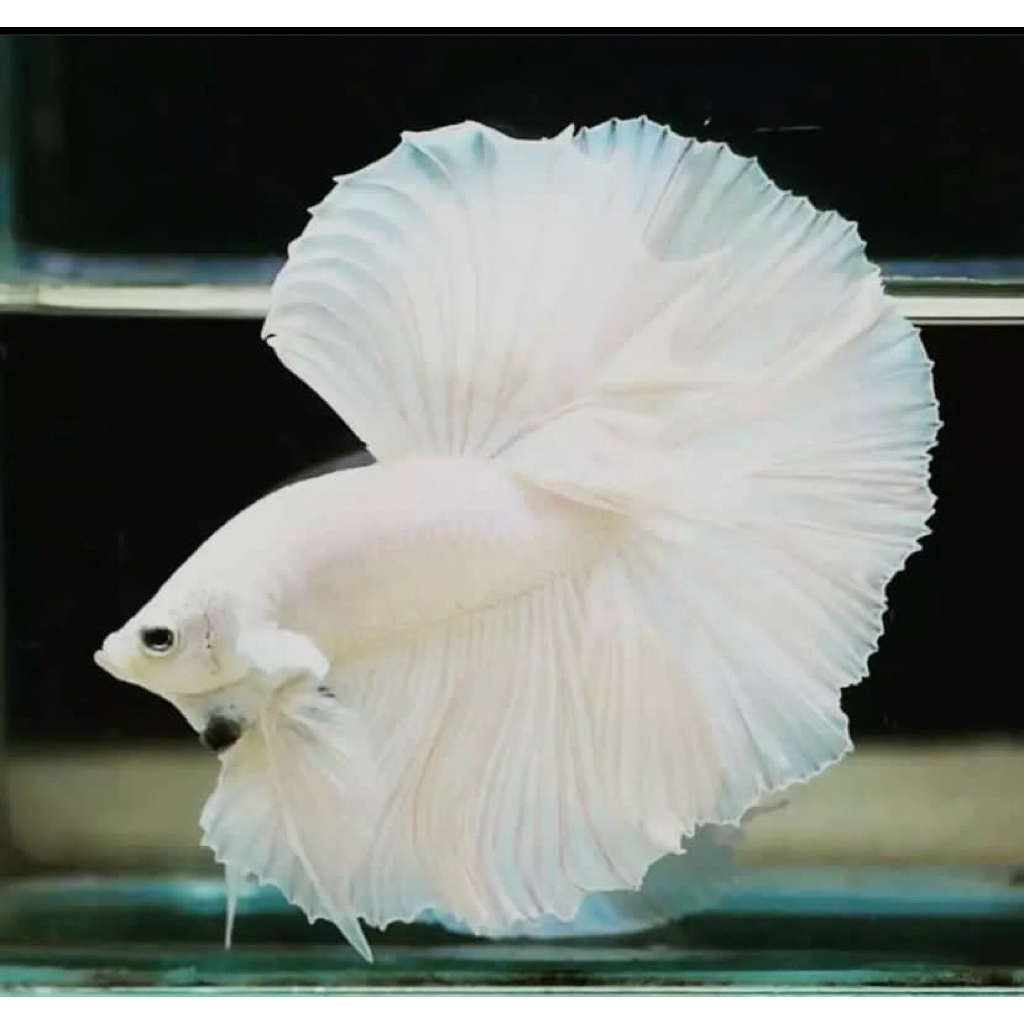 cupang halfmoon white platinum ekor lebar, warna putih bersih, kualitas paling bagus