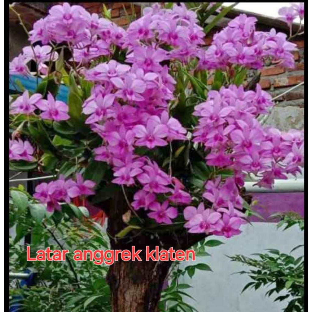 Anggrek dendrobium Larat dewasa