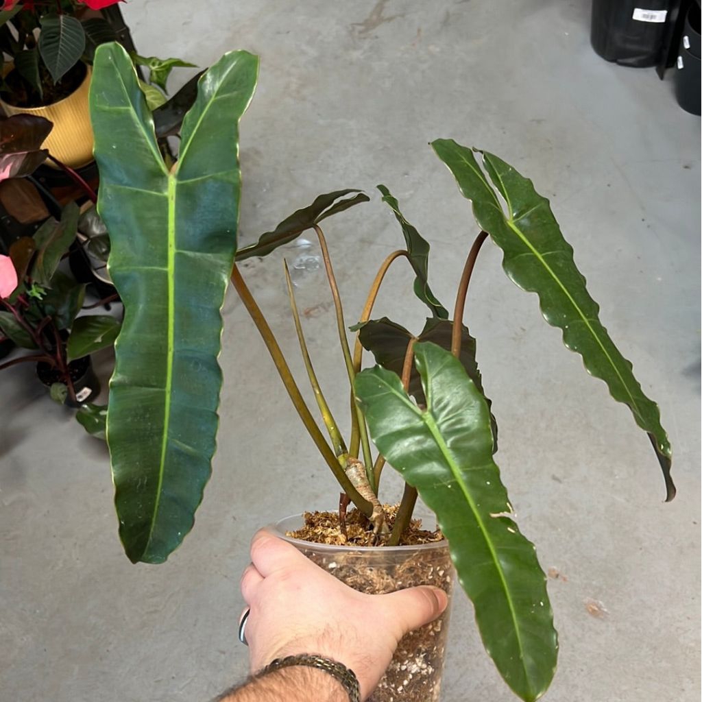Philodendron Ataba x Billitiae remaja