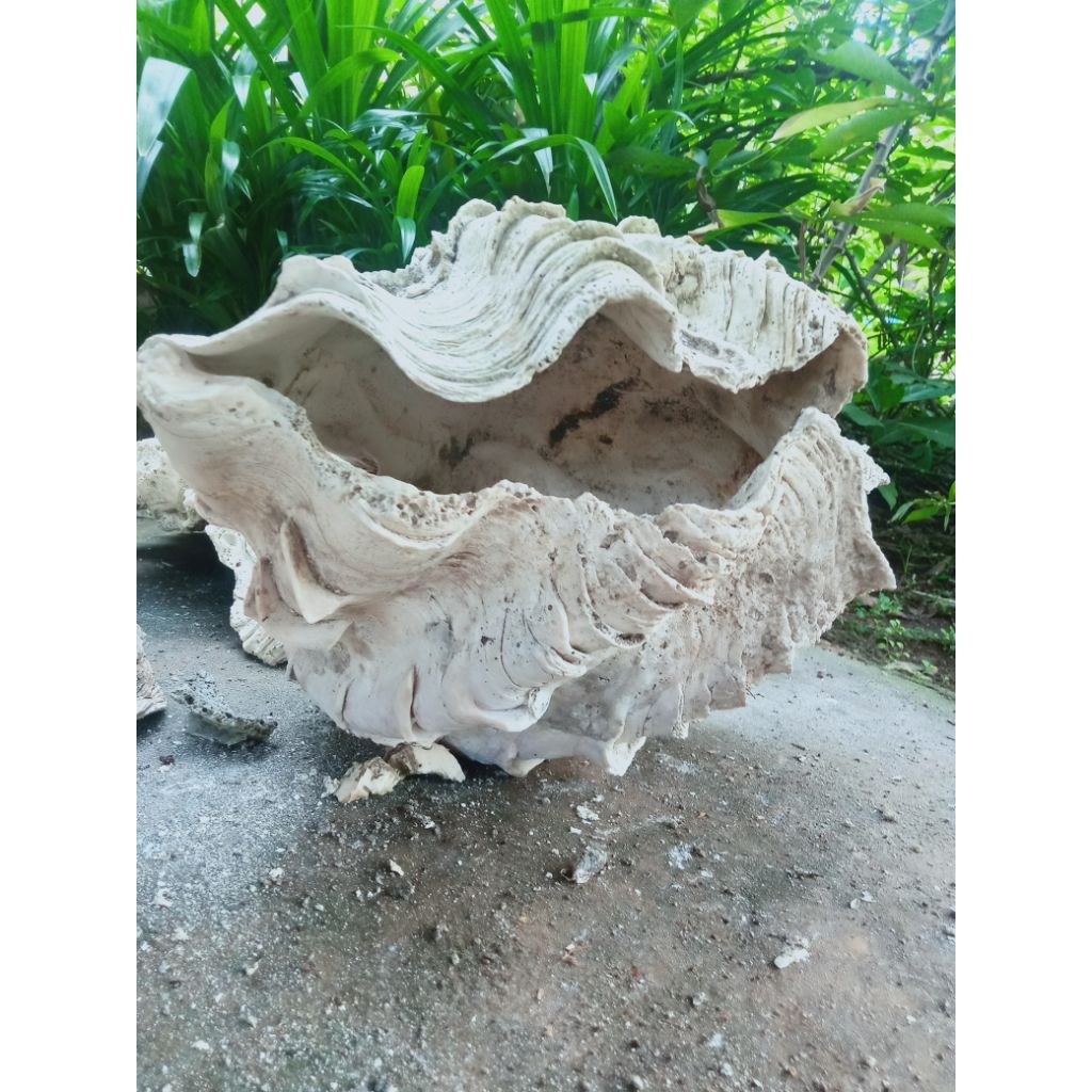 cangkang kerang laut purba super jumbo hoki