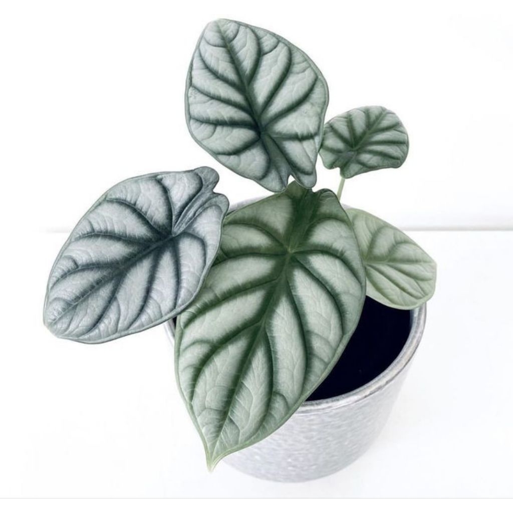 Alocasia silver dragon/alokasia dragon scale silver